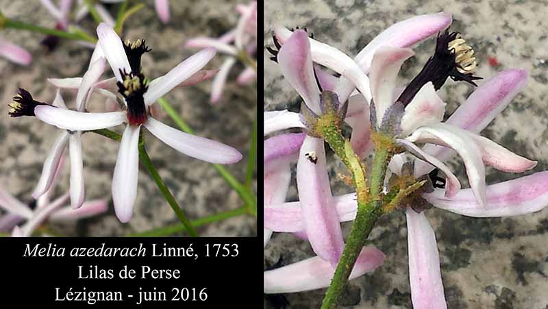 Melia azedarach Linné, 1753 #45748