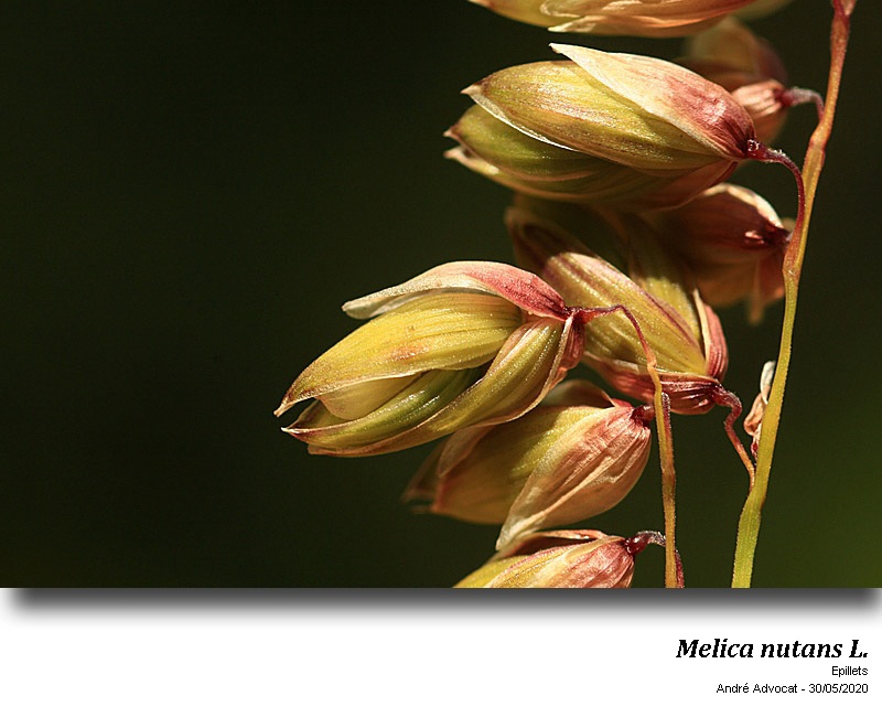 Melica nutans L. #63836
