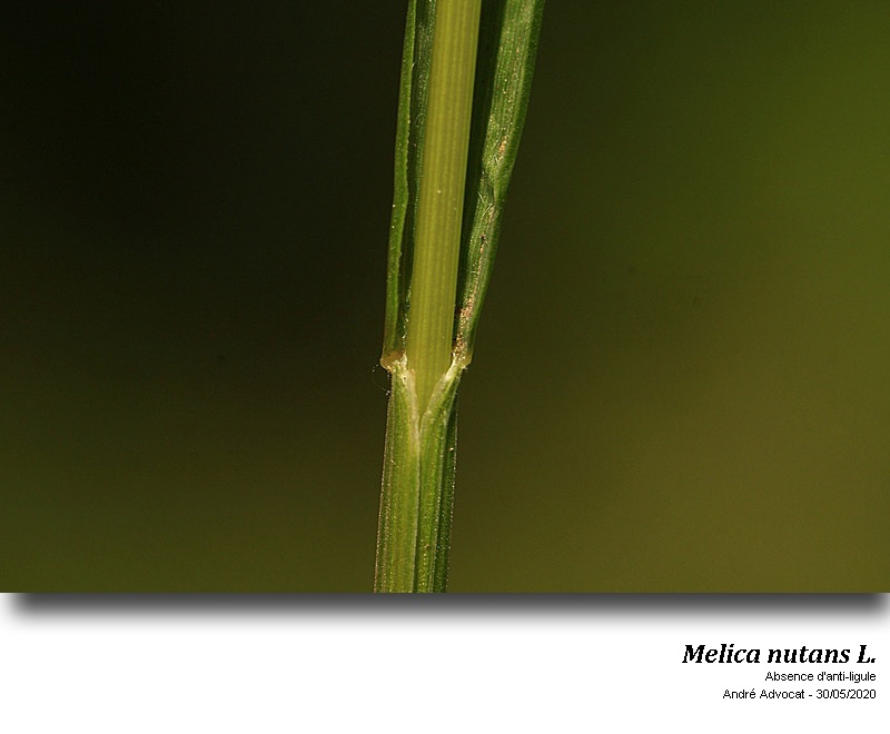 Melica nutans L. #63838
