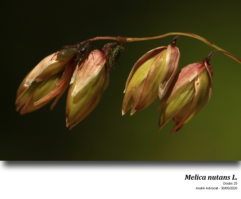 Melica nutans L. #63835