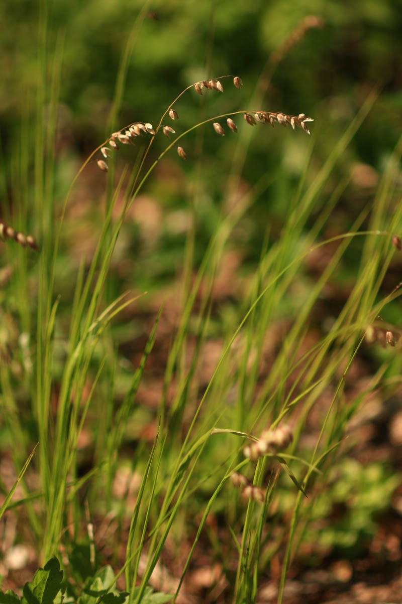 Melica nutans L. #63834