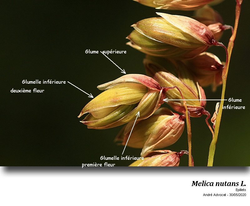 Melica nutans L. #63837