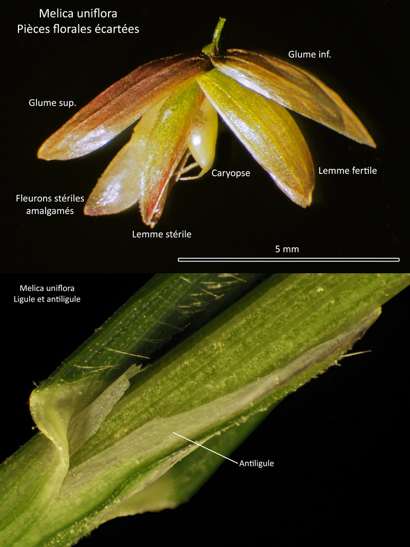 Melica uniflora Retz. - La mélique uniflore #66860