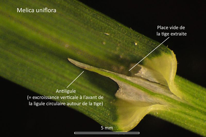 Melica uniflora Retz. - La mélique uniflore #66861