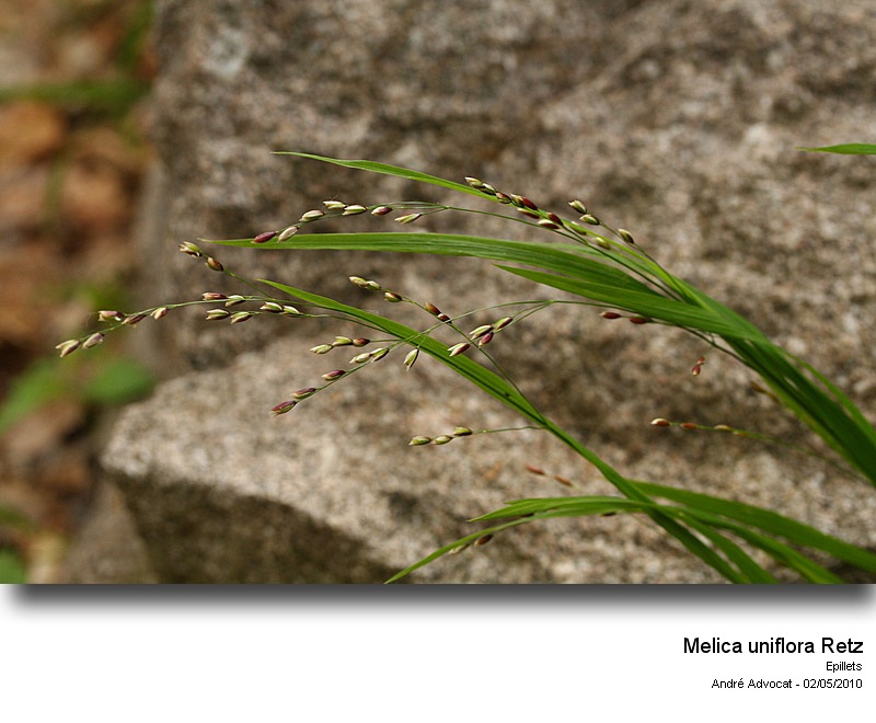 Melica uniflora Retz #16049