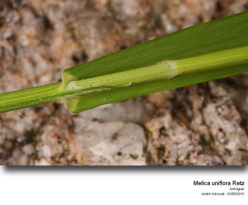 Melica uniflora Retz #16050