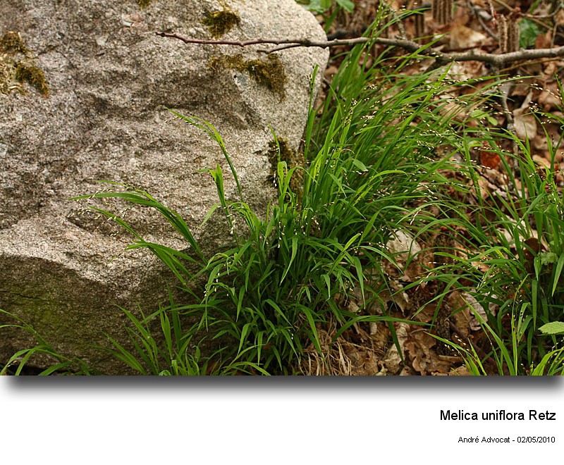 Melica uniflora Retz #16048