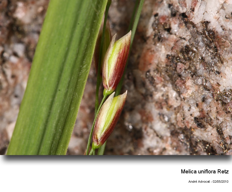 Melica uniflora Retz #16051