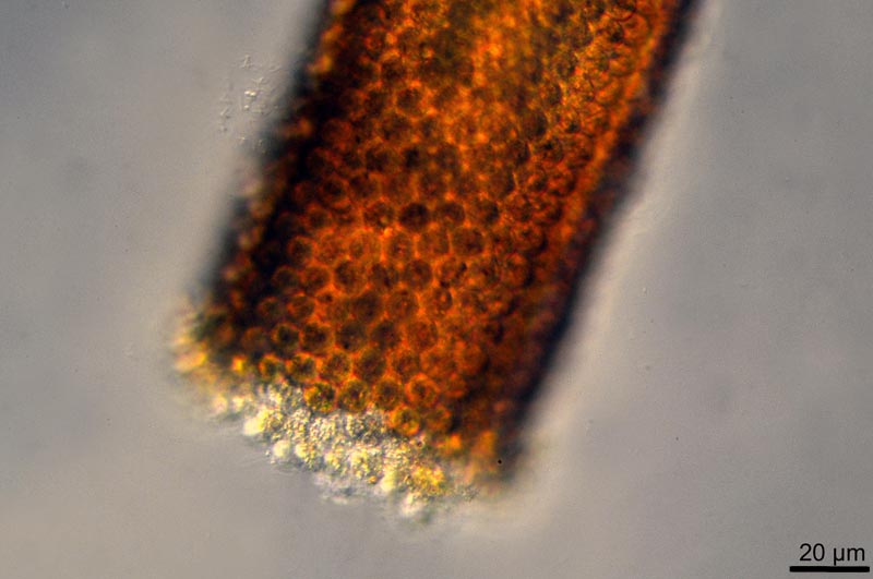 Melicerta ringens (Linnaeus, 1758) [=Floscularia ringens] #46656
