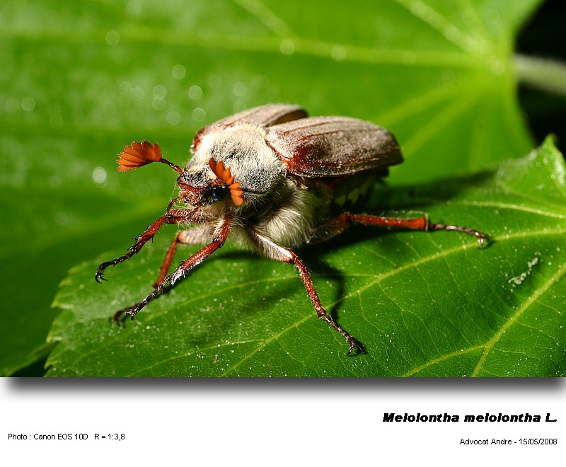 Melolontha melolontha L. (Hanneton commun) #3927