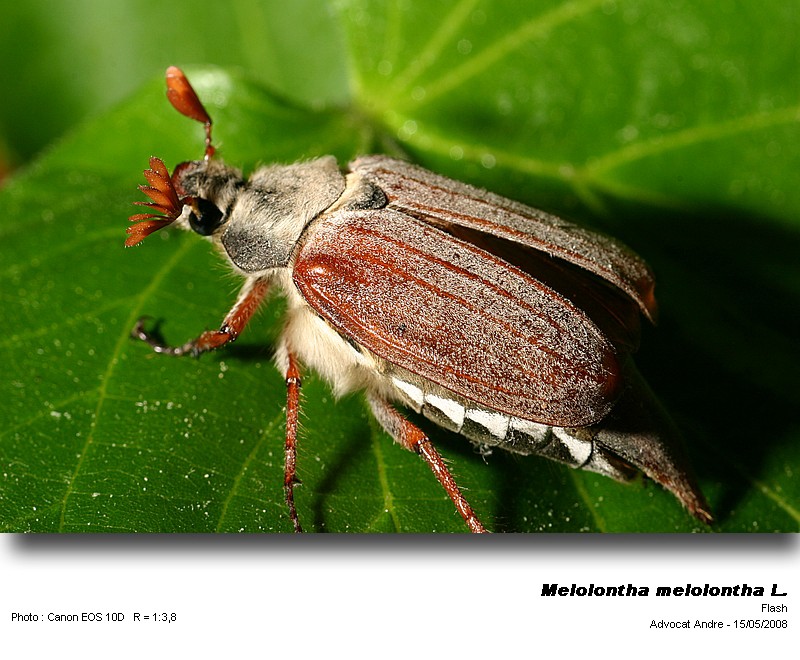 Melolontha melolontha L. (Hanneton commun) #3923