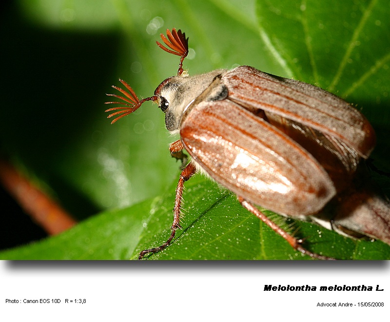 Melolontha melolontha L. (Hanneton commun) #3924