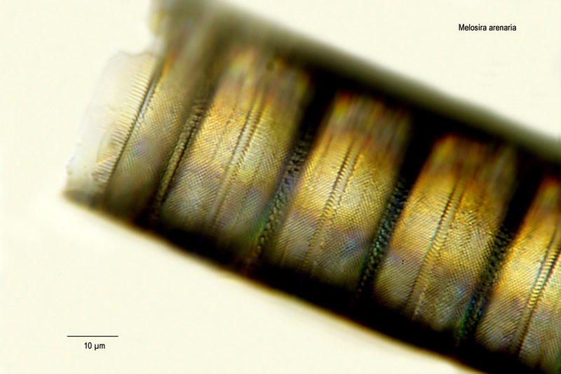 Melosira arenaria #14351