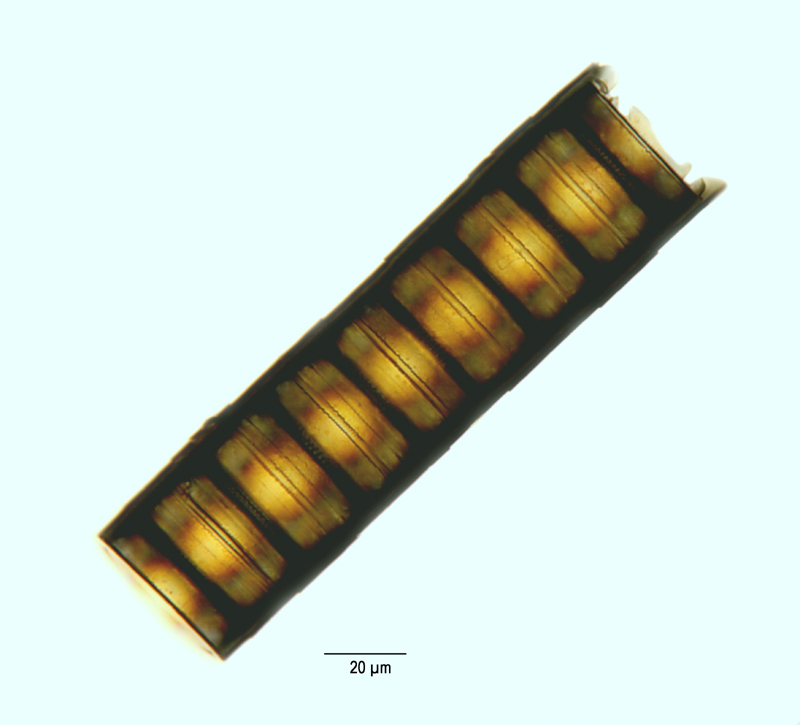 Melosira arenaria #14350