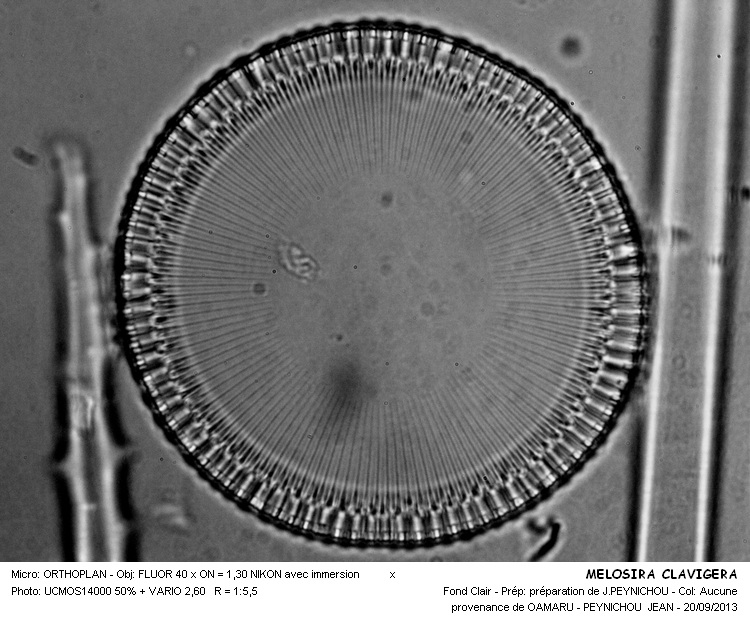 MELOSIRA CLAVIGERA #33883