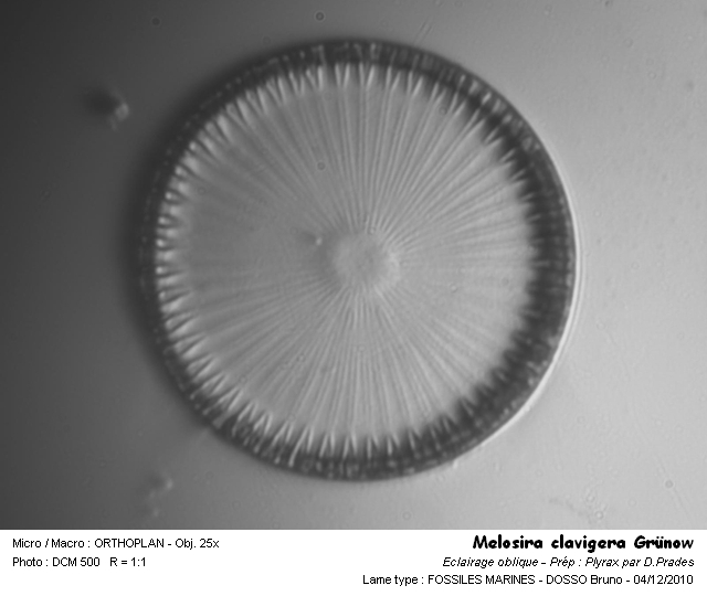 Melosira clavigera Grün. #41022