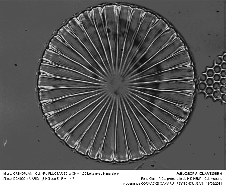 Melosira clavigera Grunow #22446