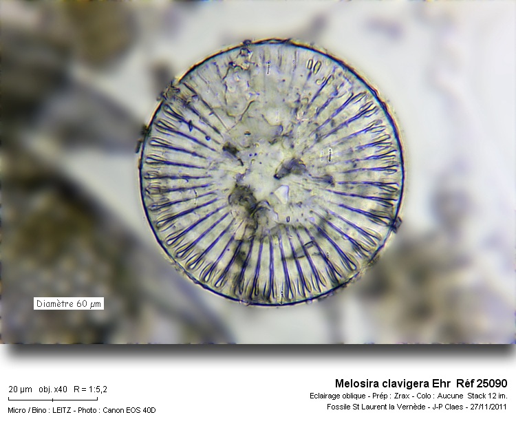 Melosira clavigera Ehr #25267