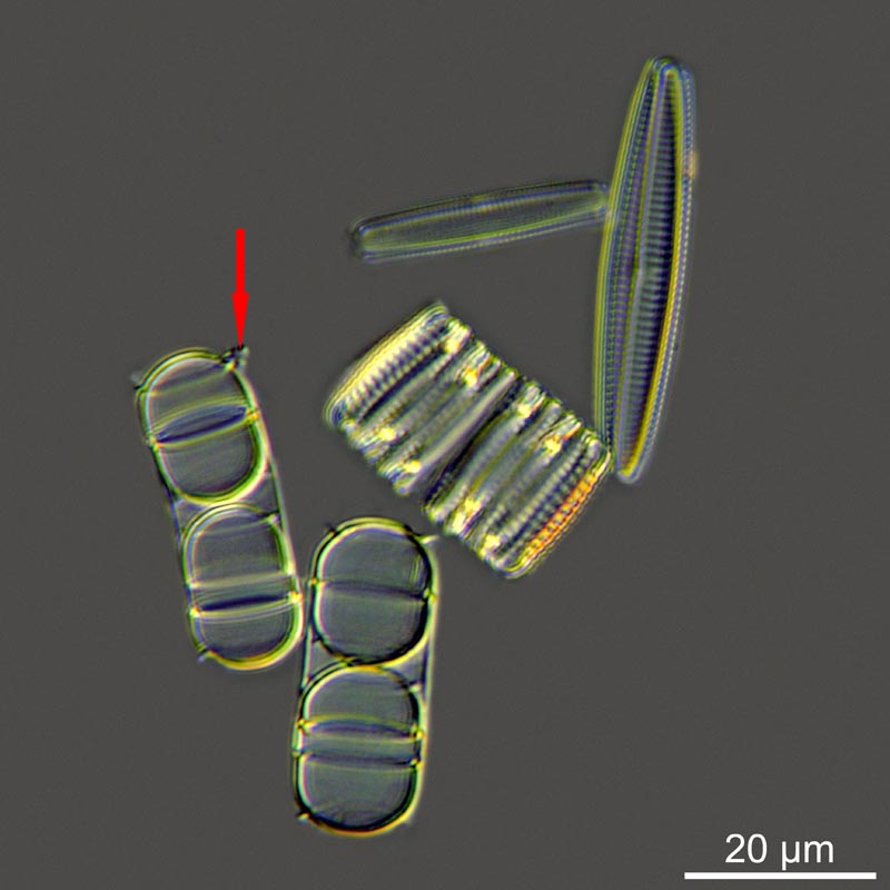 Melosira moniliformis (O.F. Müller) C. Aghard, 1824 #49314