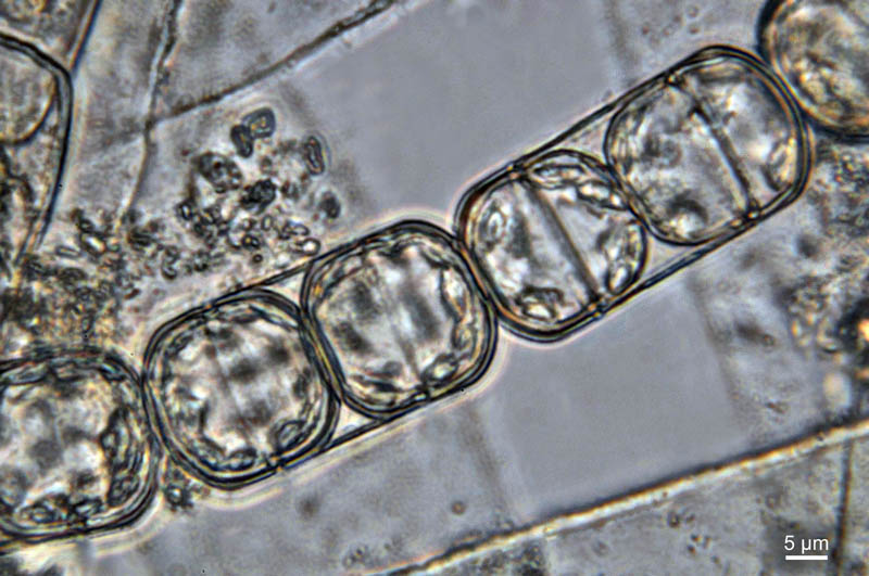 Melosira nummuloides #30368