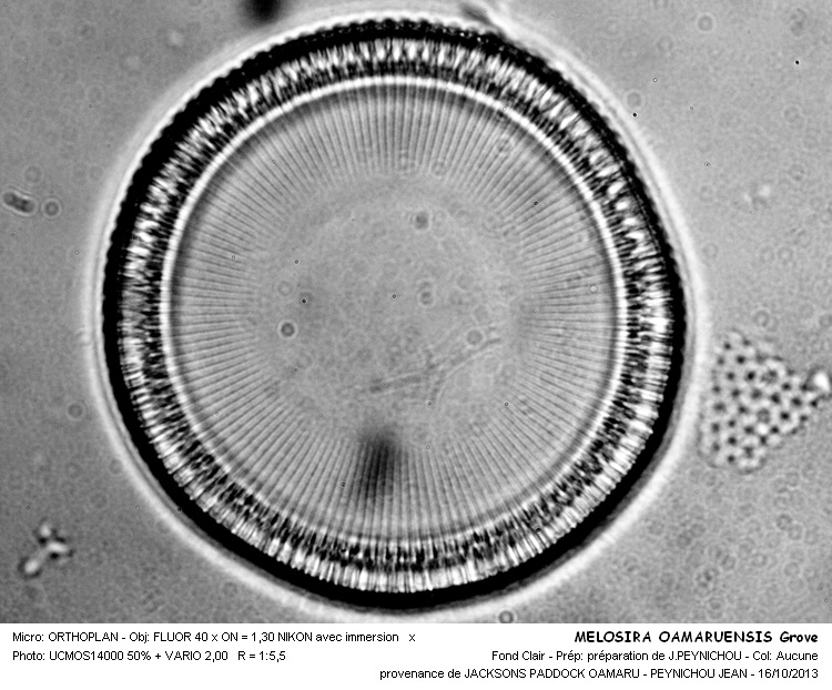 MELOSIRA OAMARUENSIS Grove #34320