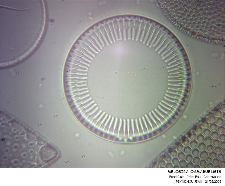 MELOSIRA OAMARUENSIS #31976