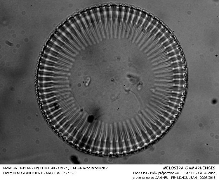 MELOSIRA OAMARUENSIS #32791