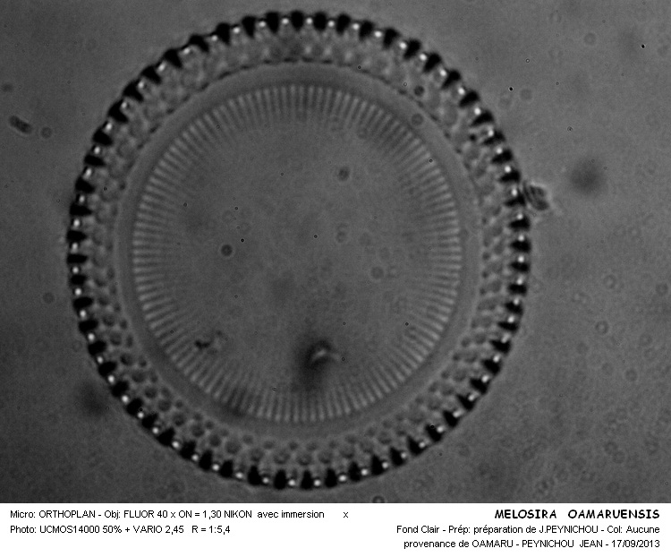 MELOSIRA OAMARUENSIS #33840