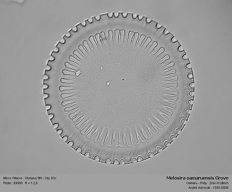 Melosira oamaruensis Grove #41030