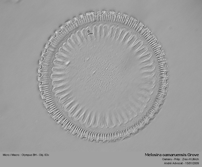 Melosira oamaruensis Grove #41031