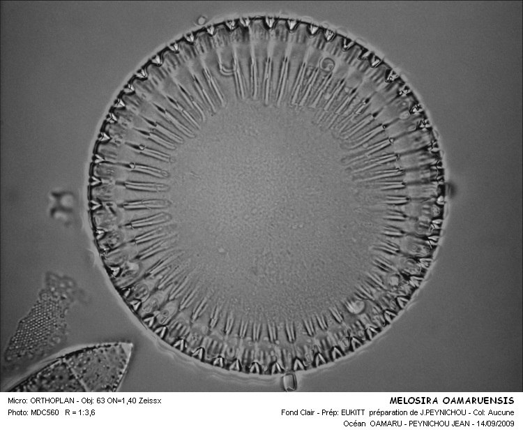 Melosira oamaruensis Grove #12432