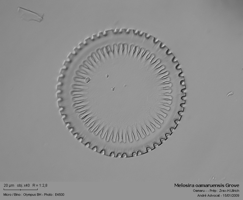 Melosira oamaruensis Grove #41029