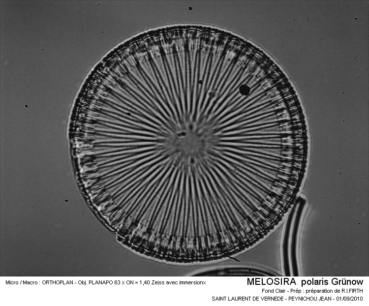 Melosira polaris Grünow #18000