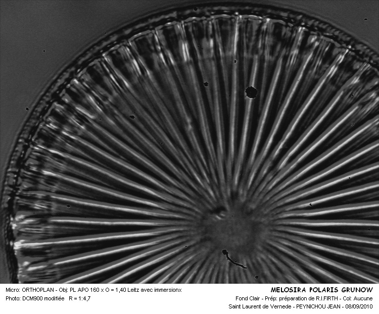 Melosira polaris Grünow #18004