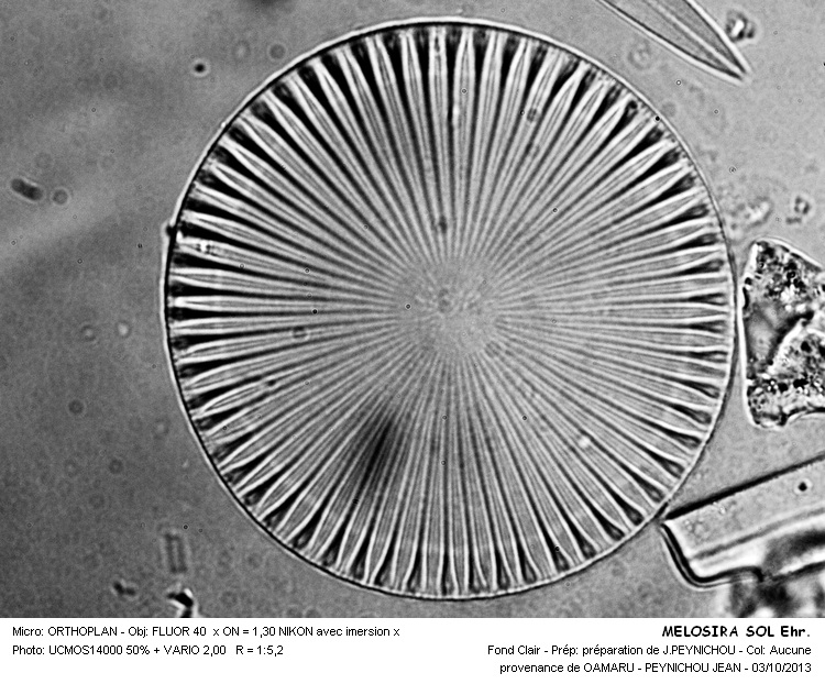 MELOSIRA SOL #34105
