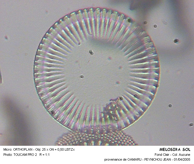 MELOSIRA SOL #31969