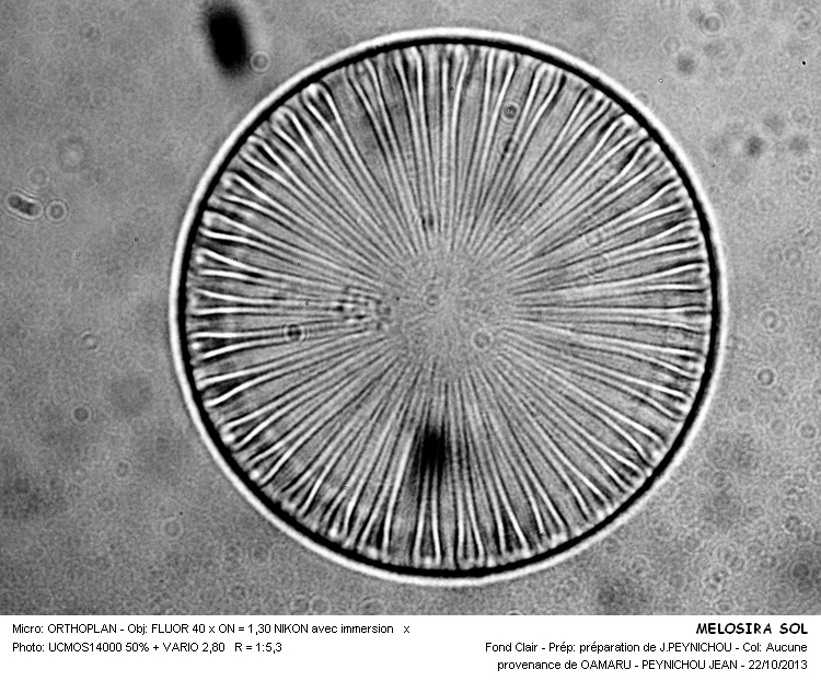 MELOSIRA SOL #34386