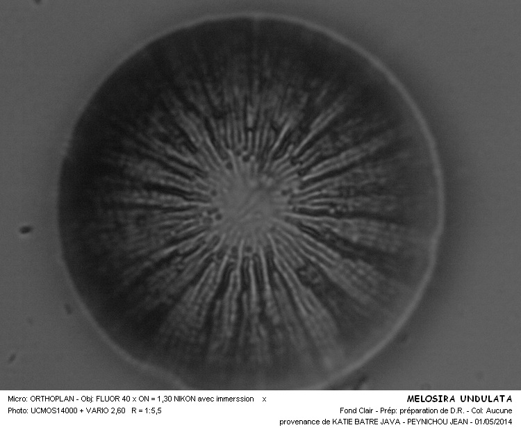 MELOSIRA UNDULATA #37372