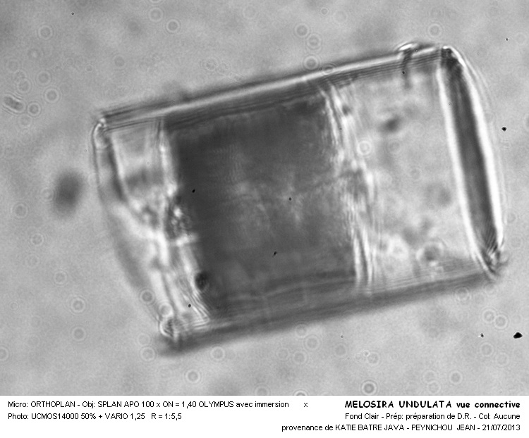 MELOSIRA UNDULATA #32817