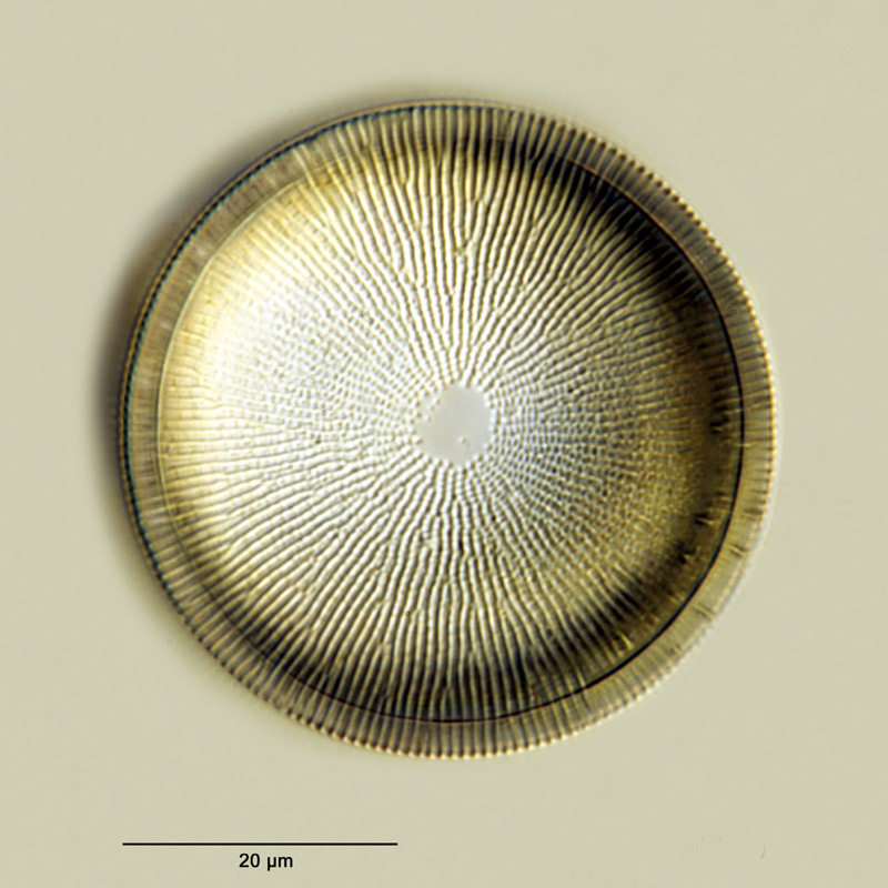Melosira undulata (Ehrenberg) Kützing #26238