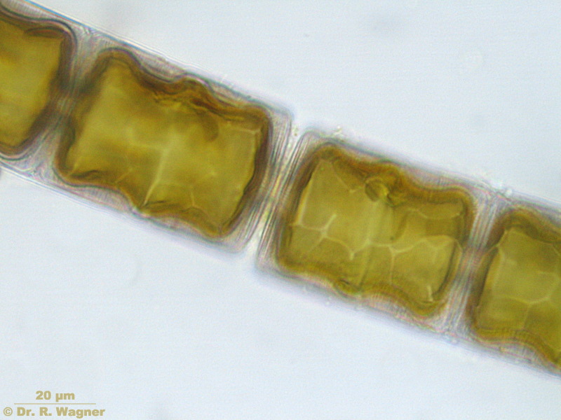 Melosira undulata #2214