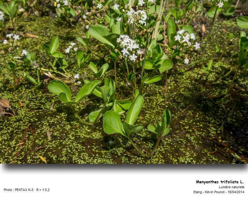 Menyanthes trifoliata L. - trèfle d eau #37222