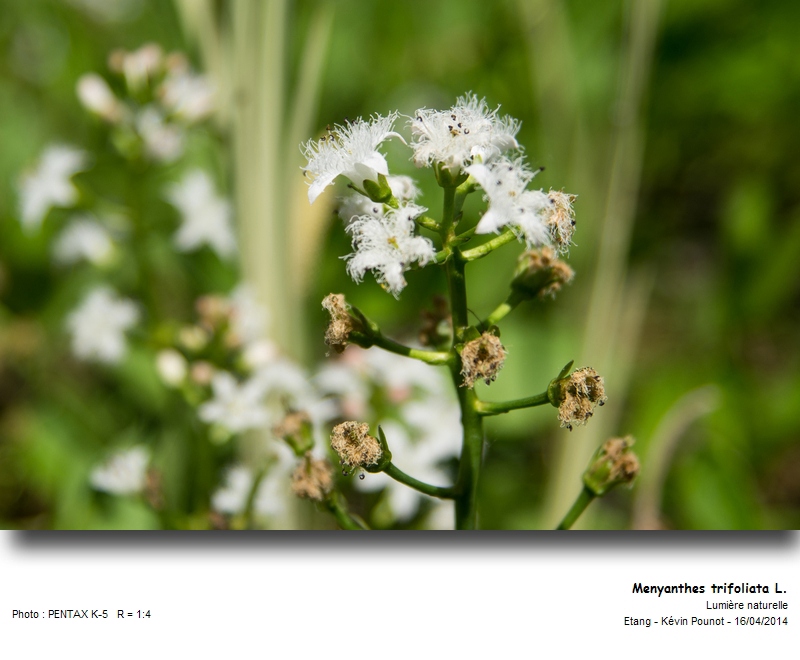 Menyanthes trifoliata L. - trèfle d eau #37224