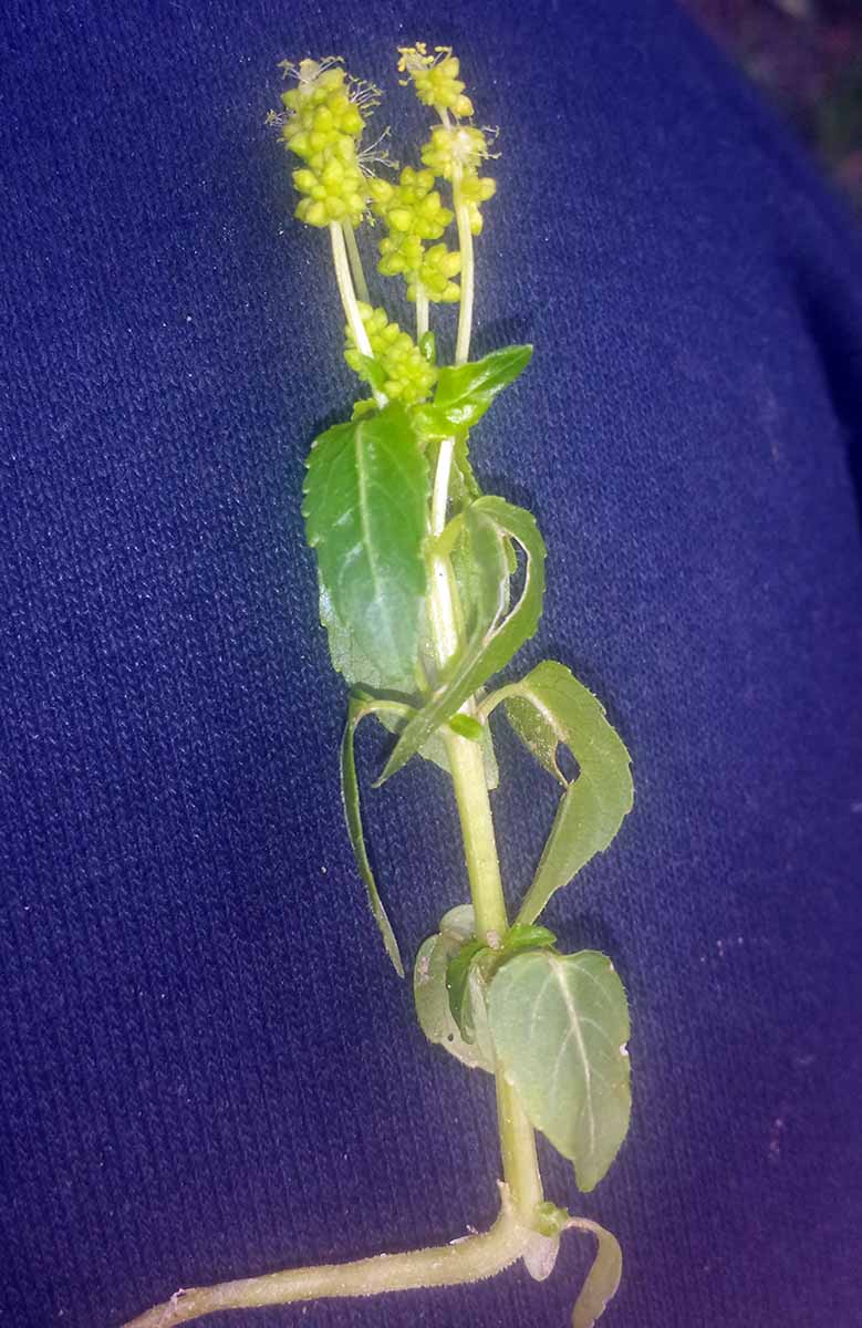 Mercurialis annua #49091
