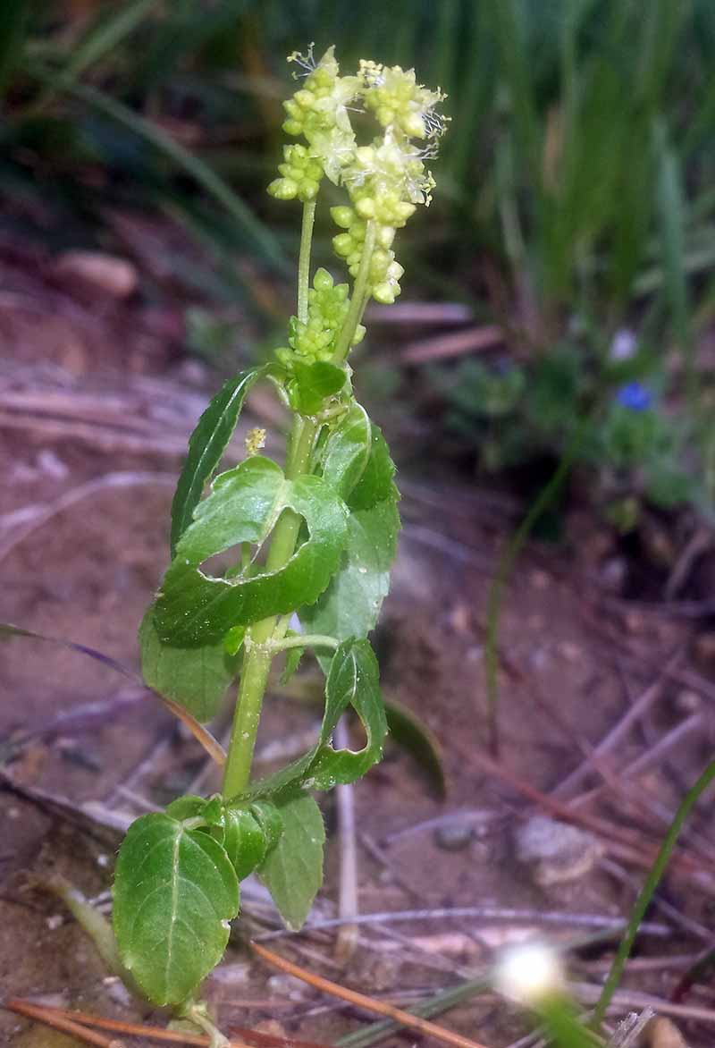 Mercurialis annua #49090