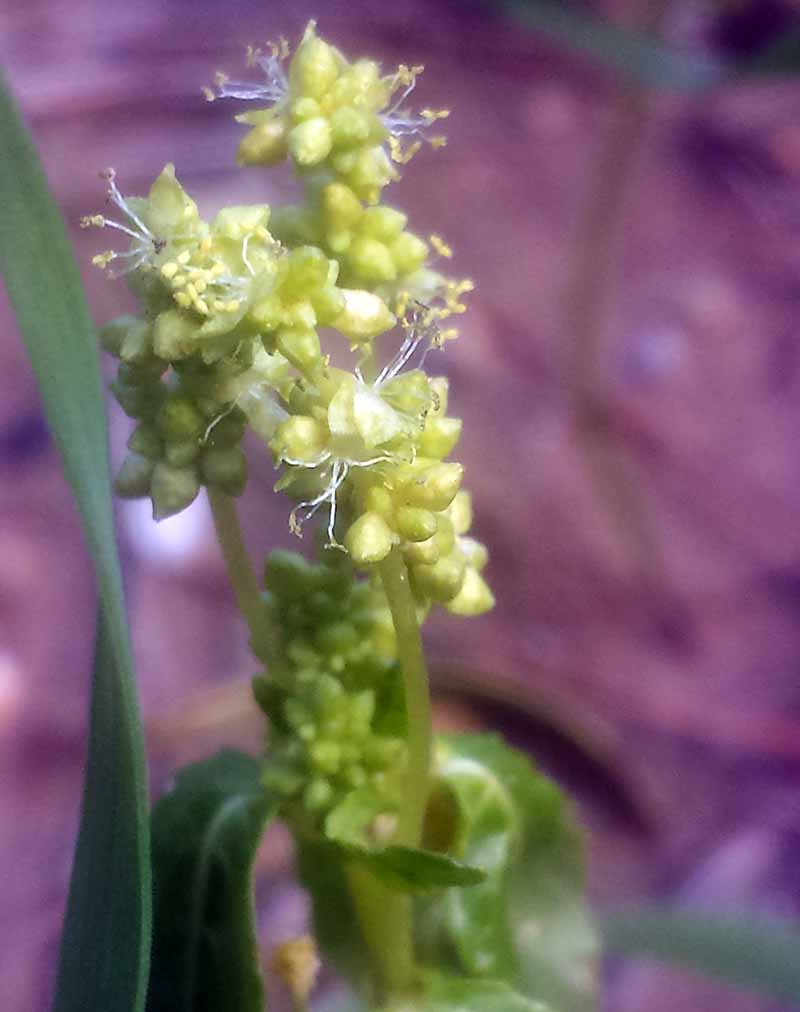 Mercurialis annua #49094