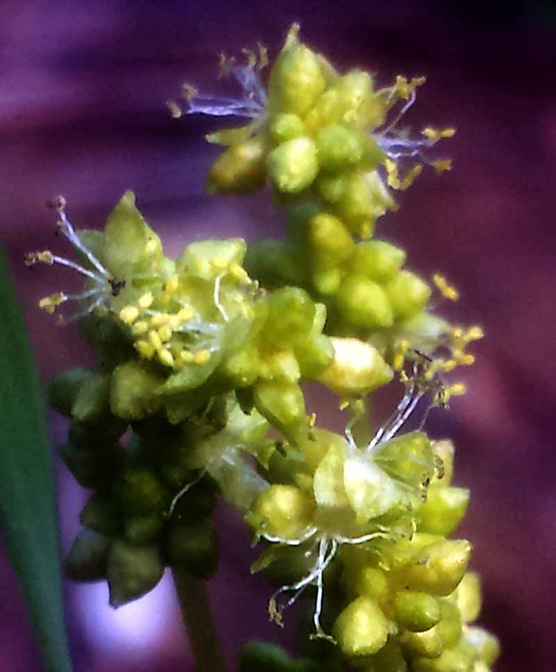 Mercurialis annua #49095