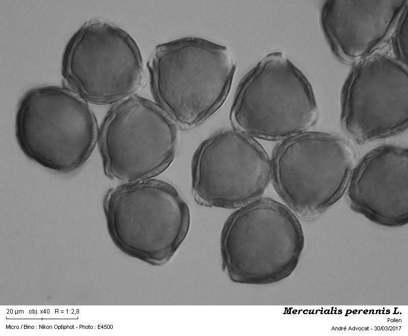 Mercurialis perennis L. #49246