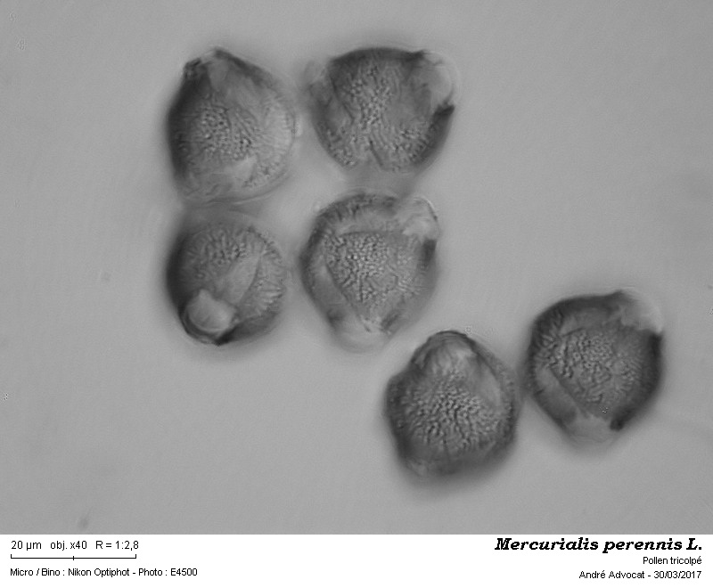 Mercurialis perennis L. #49245