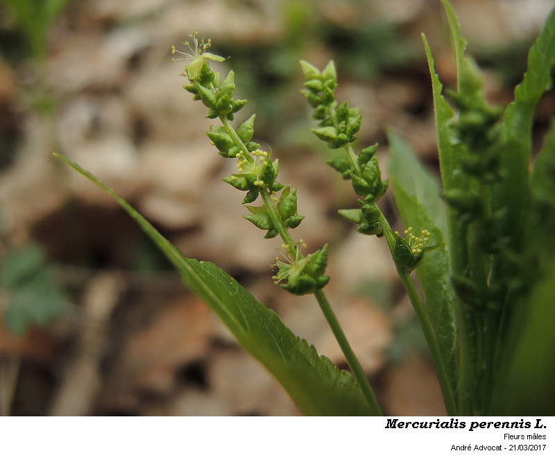 Mercurialis perennis L. #49244